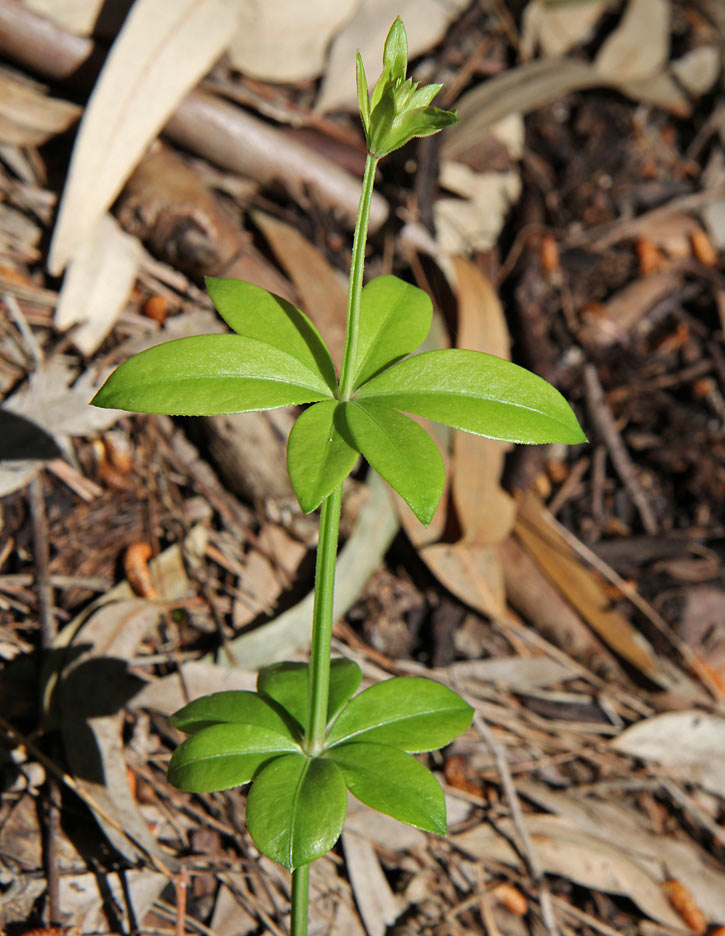 Изображение особи семейство Rubiaceae.