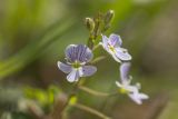 Veronica peduncularis