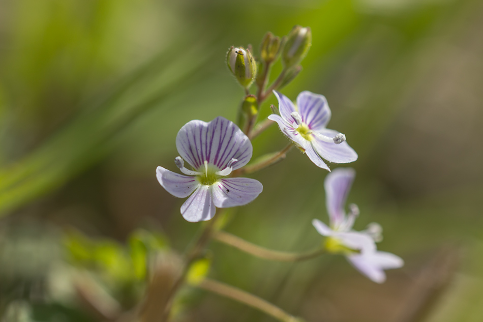 Изображение особи Veronica peduncularis.