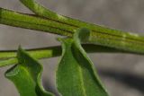 Anchusa pseudochroleuca. Часть побега; видно опушение листьев. Молдова, Кишинев, Ботанический сад АН Молдовы. 19.05.2014.