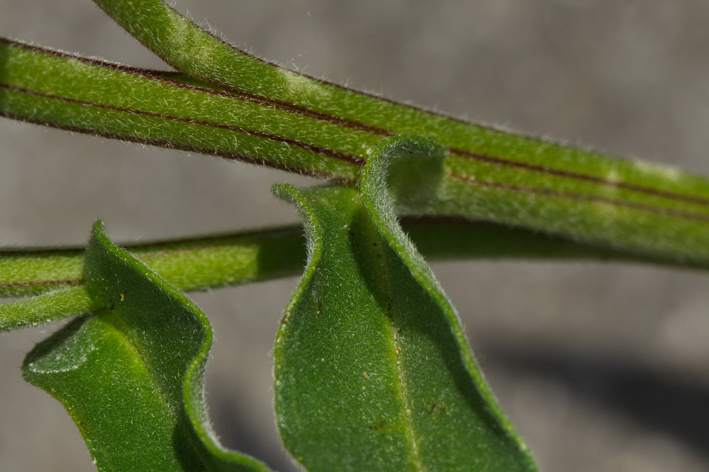 Изображение особи Anchusa pseudochroleuca.