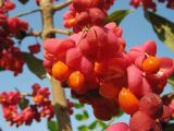 Euonymus europaeus