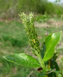 Salix myrsinifolia