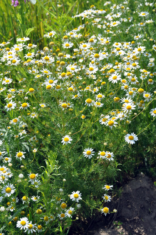 Изображение особи Tripleurospermum inodorum.