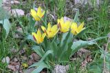 Tulipa tschimganica