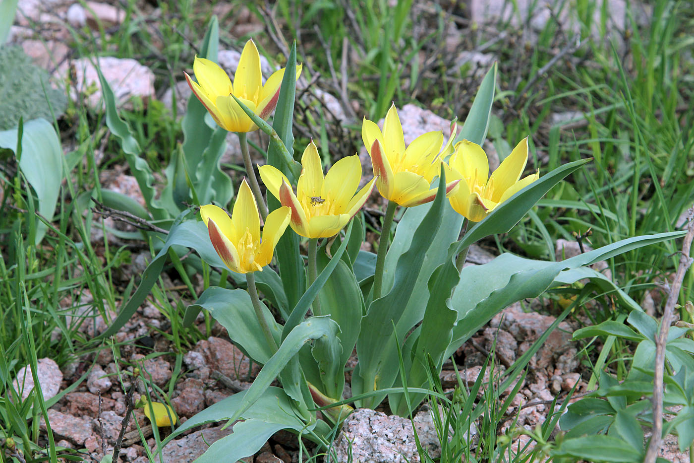 Изображение особи Tulipa tschimganica.