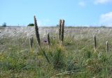 Asphodeline taurica. Плодоносящие растения в каменистой степи. Крым, Караньское плато, окр. с. Флотское. 31 мая 2014 г.