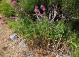 Centranthus ruber