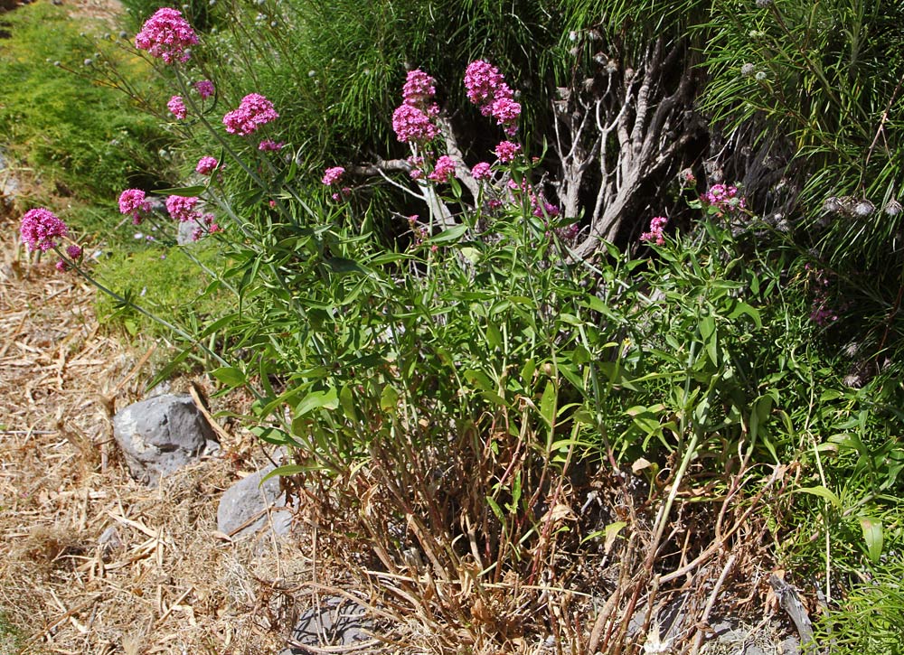 Image of Centranthus ruber specimen.