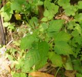 Circaea lutetiana