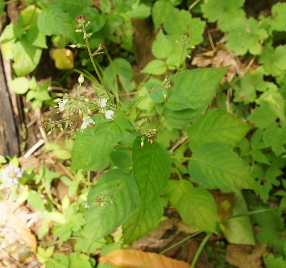 Image of Circaea lutetiana specimen.