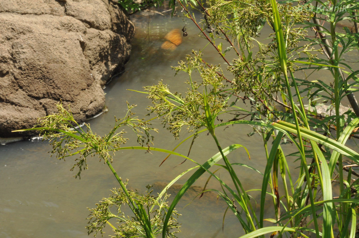 Изображение особи Scirpus orientalis.