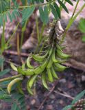 Astragalus falcatus