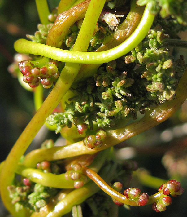 Image of Cuscuta europaea specimen.