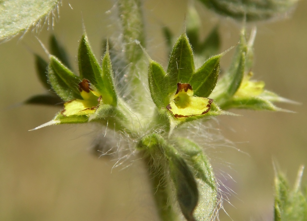 Image of Sideritis montana specimen.