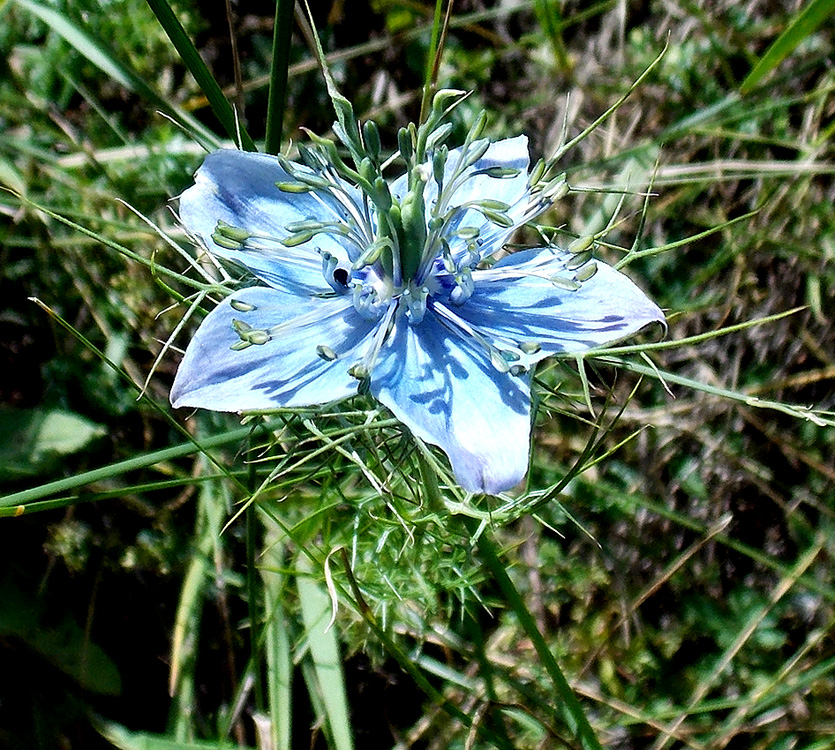 Image of Nigella elata specimen.