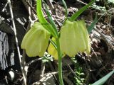 Fritillaria pallidiflora