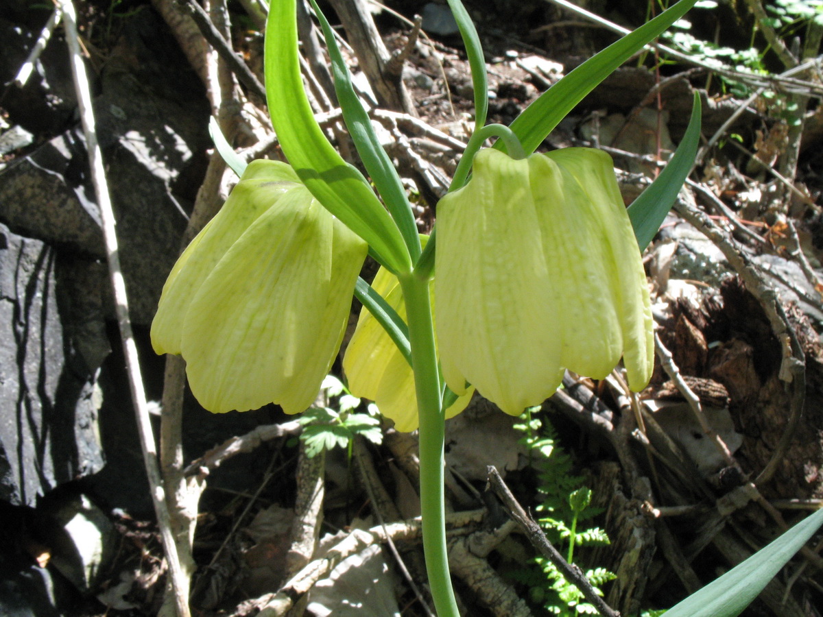 Изображение особи Fritillaria pallidiflora.