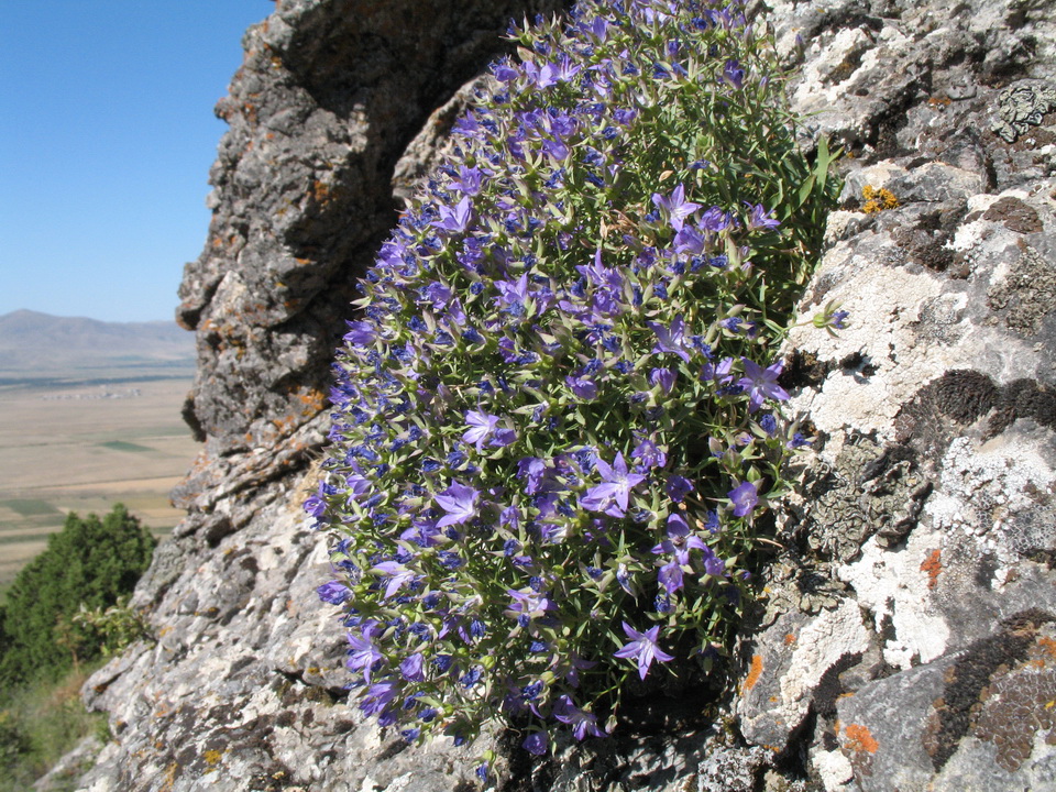 Image of Sergia sewerzowii specimen.