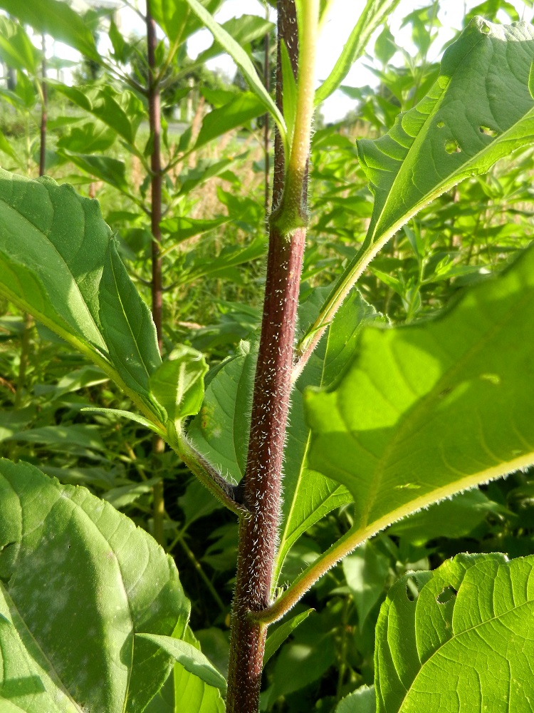 Image of Helianthus tuberosus specimen.