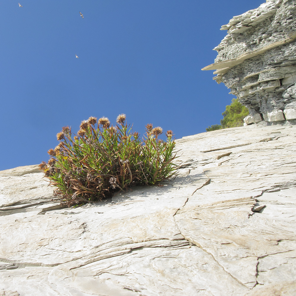 Image of Inula ensifolia specimen.