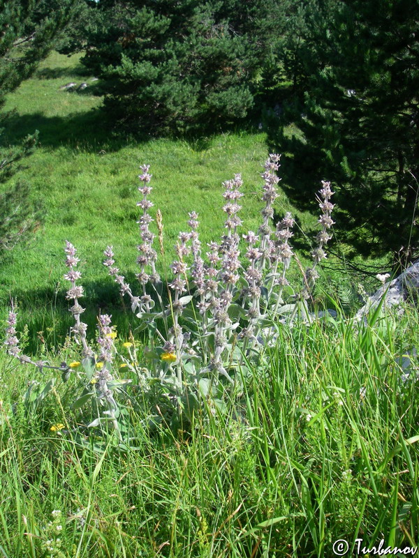 Изображение особи Stachys germanica.