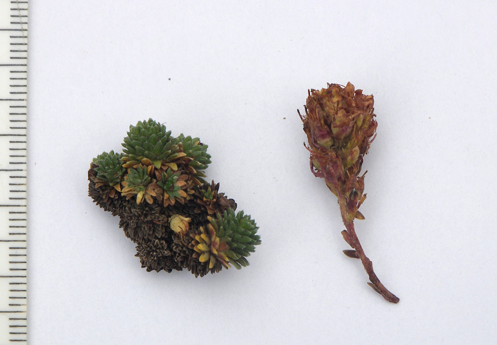 Изображение особи Saxifraga unifoveolata.