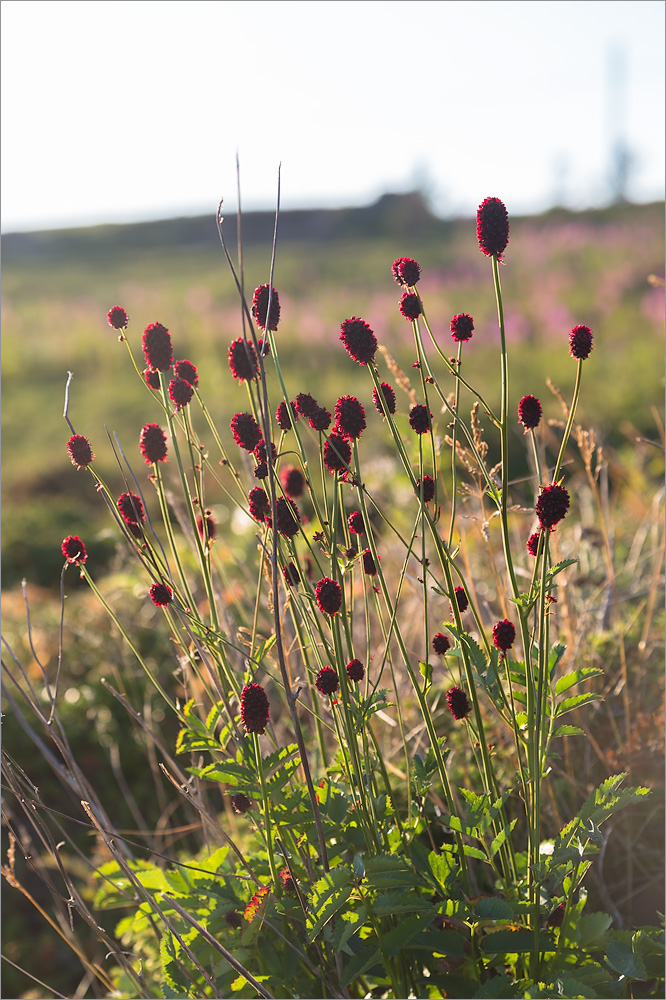 Image of Sanguisorba officinalis specimen.