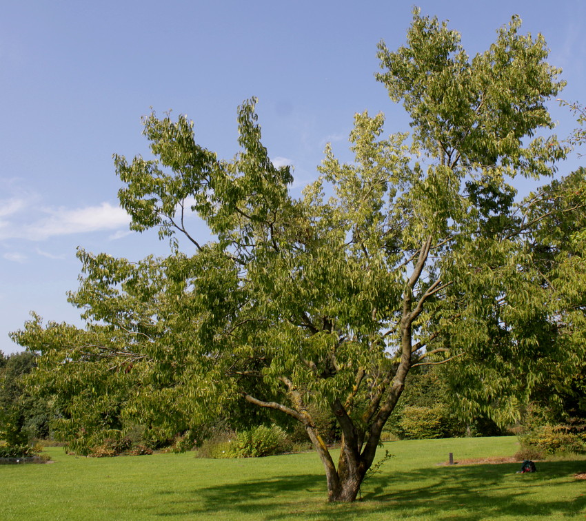 Изображение особи род Celtis.