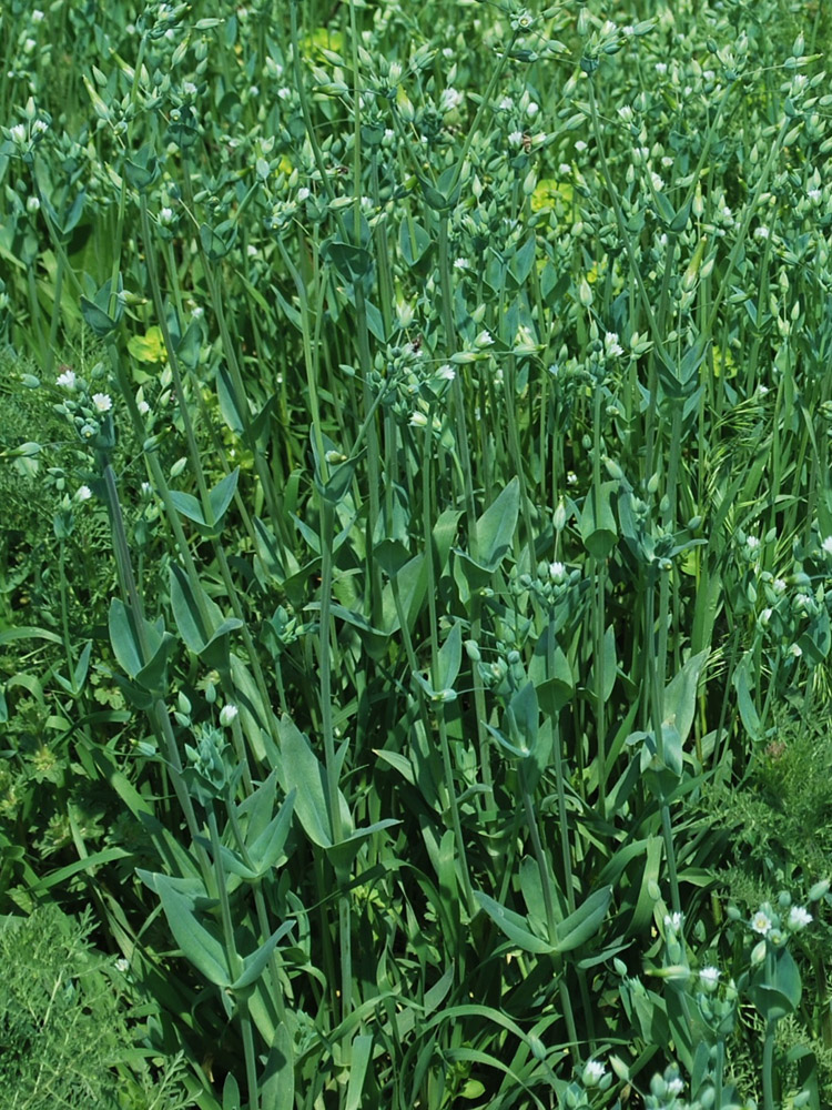 Image of Cerastium perfoliatum specimen.