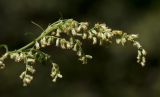 Artemisia vulgaris