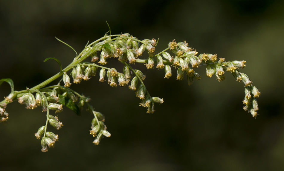 Изображение особи Artemisia vulgaris.