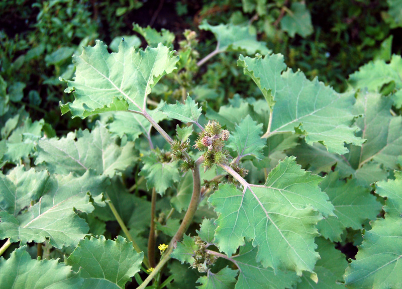 Image of Xanthium strumarium specimen.