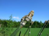 Смотреть изображение Equisetum hyemale
