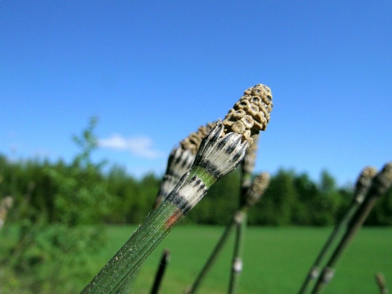 Изображение особи Equisetum hyemale.