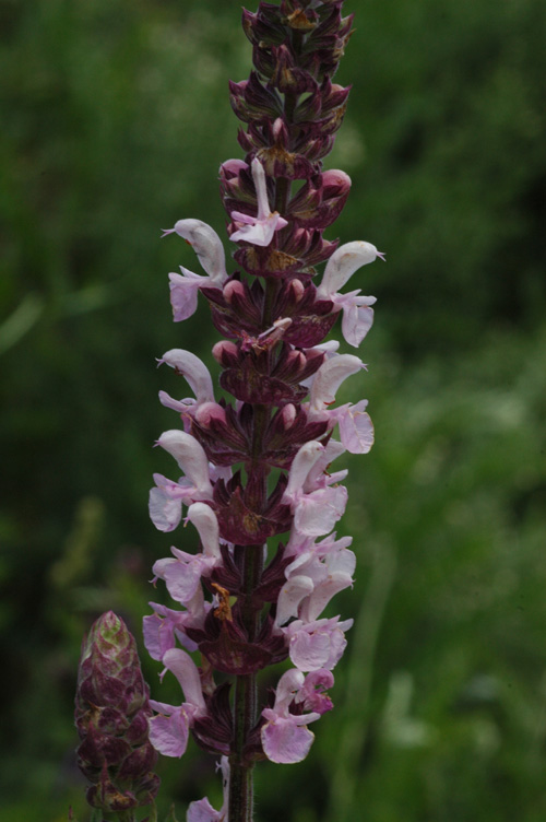 Image of Salvia deserta specimen.