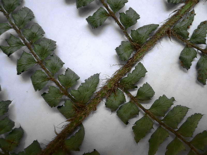 Изображение особи Polystichum setiferum.