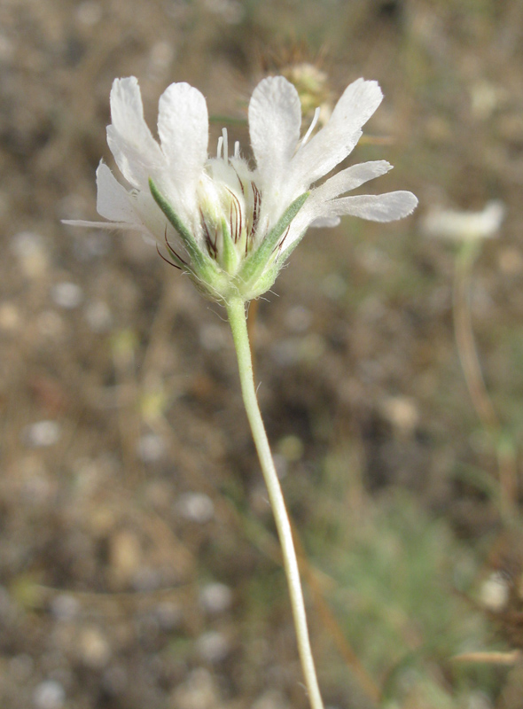 Image of Lomelosia argentea specimen.