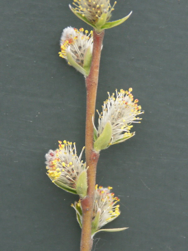 Изображение особи Salix rosmarinifolia.