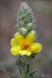 Verbascum ovalifolium