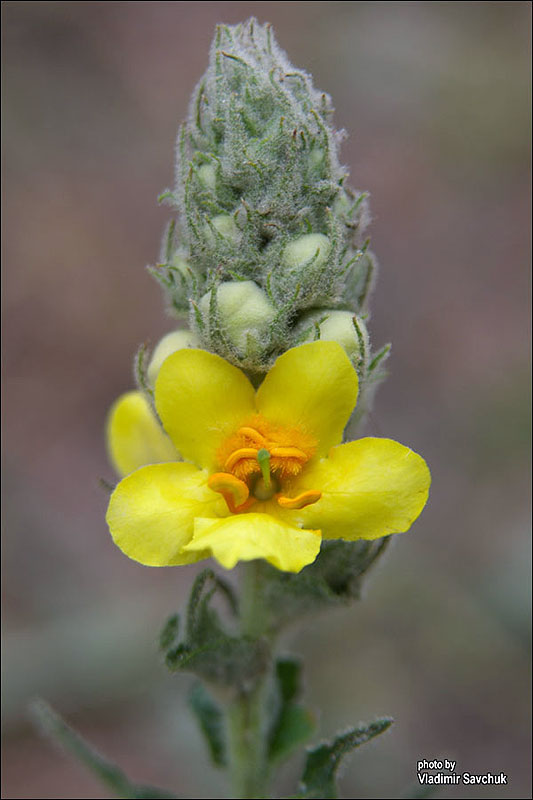 Изображение особи Verbascum ovalifolium.