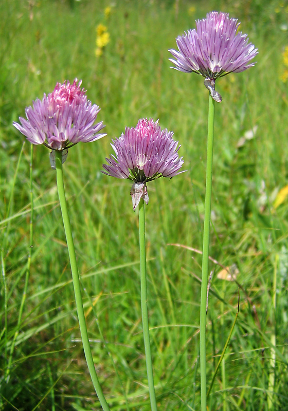 Изображение особи Allium schoenoprasum.