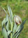 Fritillaria kurdica