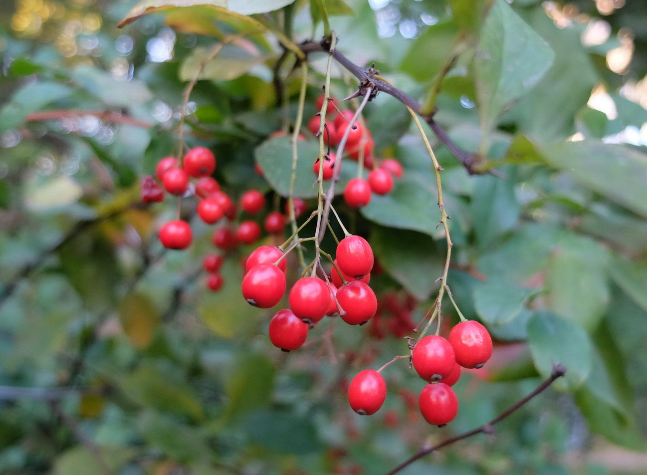 Image of Berberis koreana specimen.