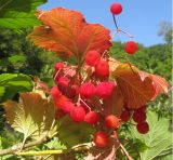 Viburnum opulus. Соплодие и листья в осенней окраске. Краснодарский край, Абинский р-н, окр. ст. Шапсугская, берег р. Адегой. 30.08.2014.