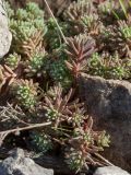 Sedum hispanicum. Побеги в каплях росы на тропе. Черногория, муниципалитет Будва, окр. с. Кульяче (Kuljače), пояс дубово-грабинникового леса. 08.10.2014.
