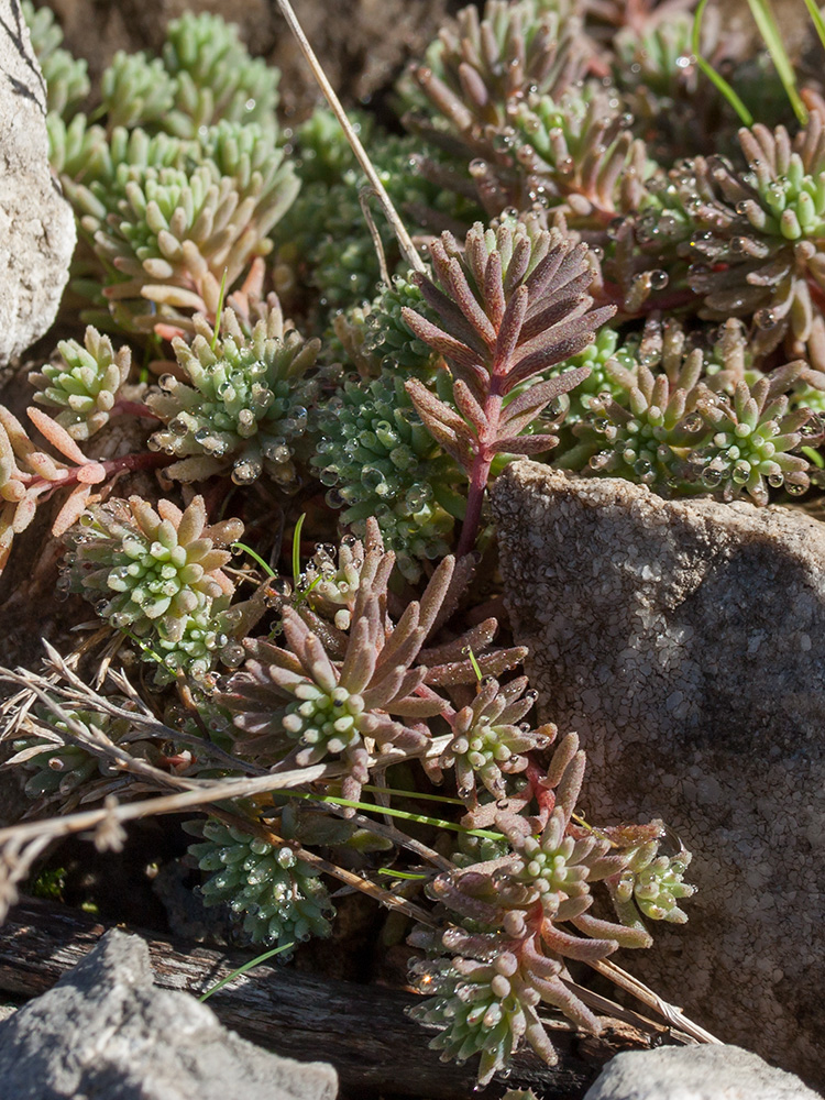 Изображение особи Sedum hispanicum.