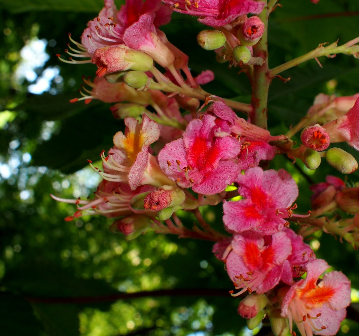 Image of Aesculus &times; carnea specimen.