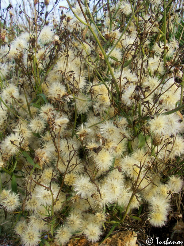 Image of Tripolium pannonicum specimen.