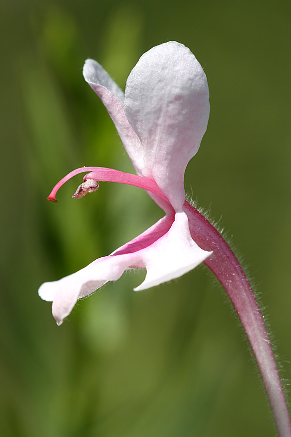 Image of Morina kokanica specimen.